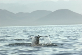Ballenas grises